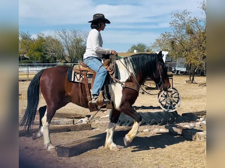 Draft Horse Mix Castrone 9 Anni 152 cm Pezzato in Marana