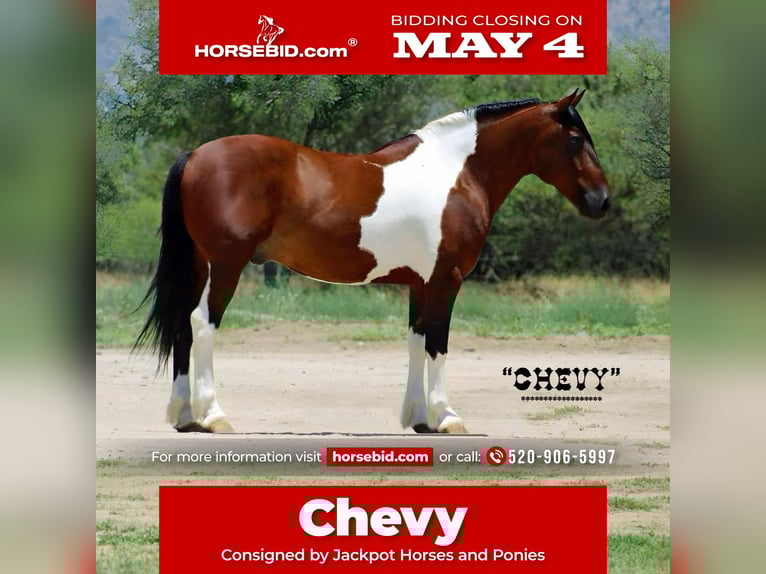 Draft Horse Mix Castrone 9 Anni 152 cm Pezzato in Marana