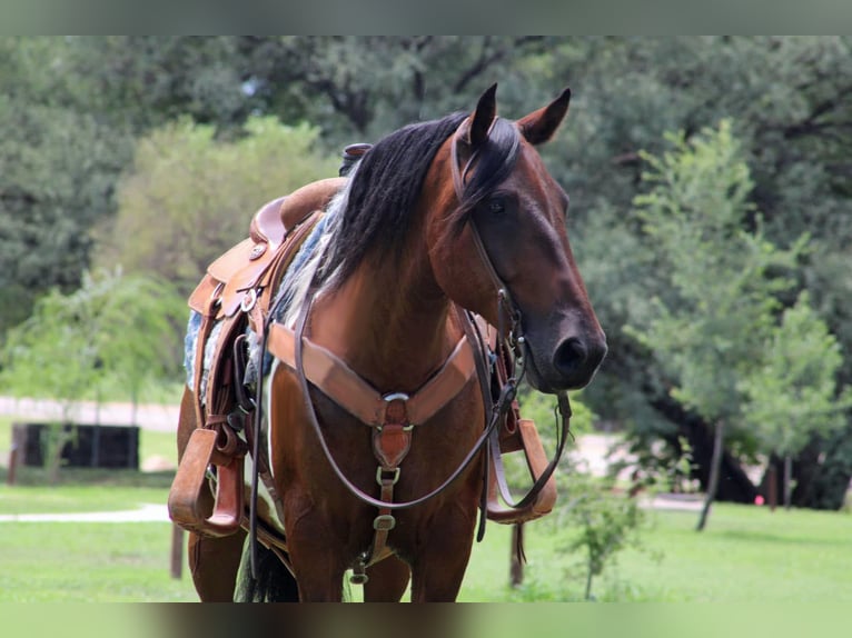 Draft Horse Mix Castrone 9 Anni 152 cm Pezzato in Marana
