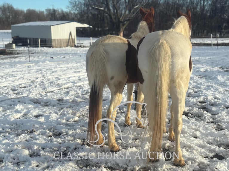 Draft Horse Castrone 9 Anni 152 cm Sauro ciliegia in Sheldon, MO