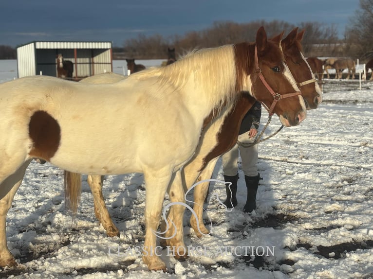 Draft Horse Castrone 9 Anni 152 cm Sauro ciliegia in Sheldon, MO