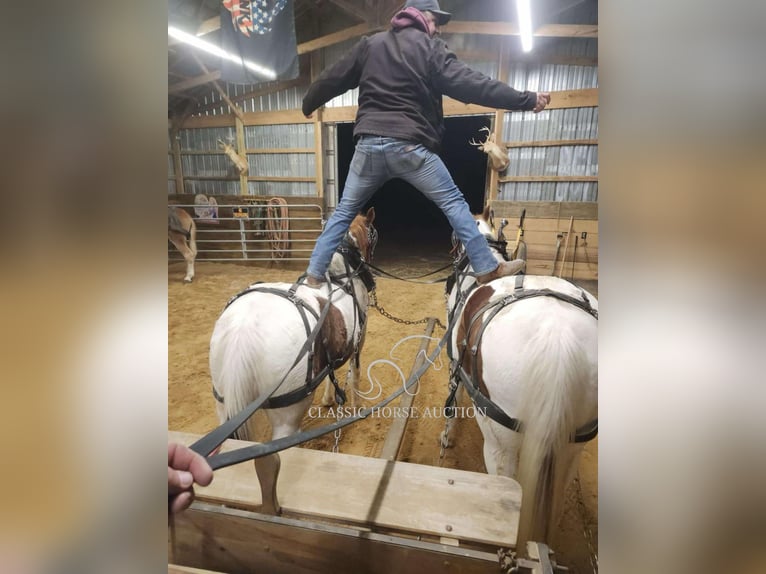 Draft Horse Castrone 9 Anni 152 cm Sauro ciliegia in Sheldon, MO