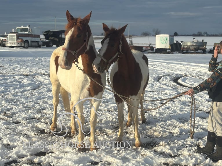 Draft Horse Castrone 9 Anni 152 cm Sauro ciliegia in Sheldon, MO