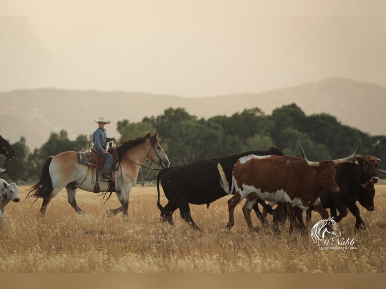 Draft Horse Mix Castrone 9 Anni 155 cm Pelle di daino in Cody