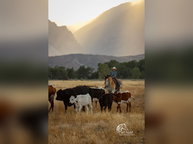 Draft Horse Mix Castrone 9 Anni 155 cm Pelle di daino in Cody