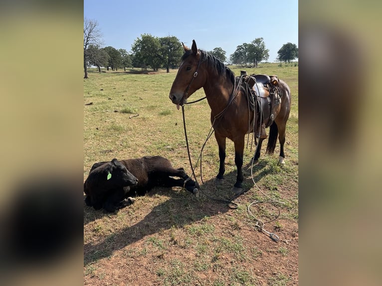 Draft Horse Mix Castrone 9 Anni 157 cm Baio ciliegia in Madill, OK