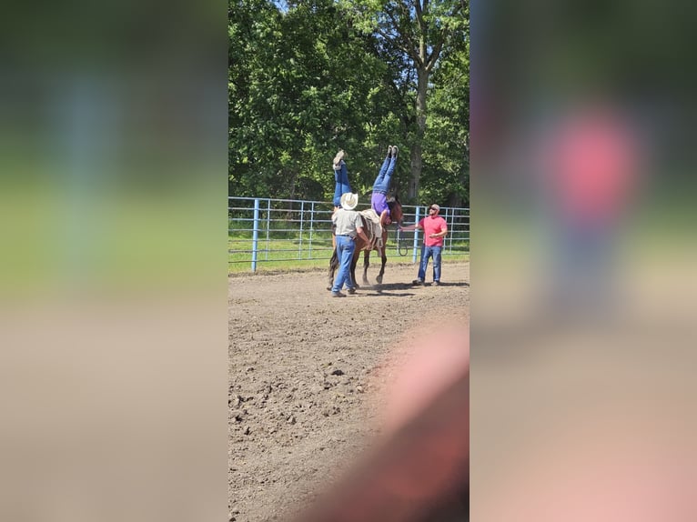 Draft Horse Mix Castrone 9 Anni 157 cm Baio ciliegia in Madill, OK