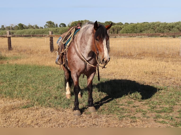 Draft Horse Mix Castrone 9 Anni 157 cm Baio roano in Congress, AZ