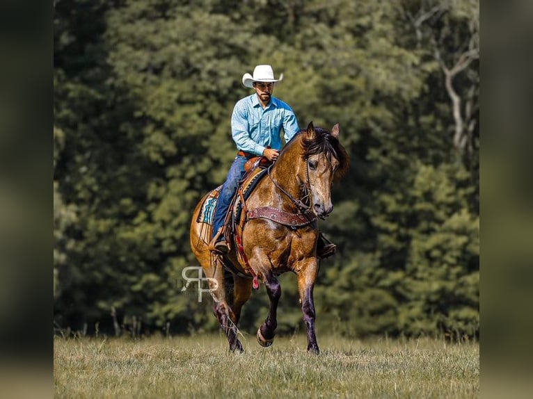 Draft Horse Mix Castrone 9 Anni 157 cm Pelle di daino in Lyles