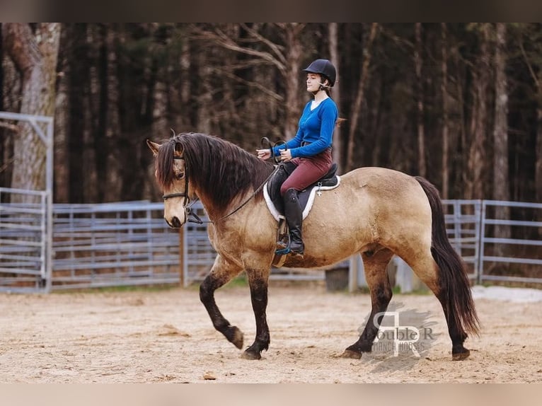 Draft Horse Mix Castrone 9 Anni 157 cm Pelle di daino in Lyles