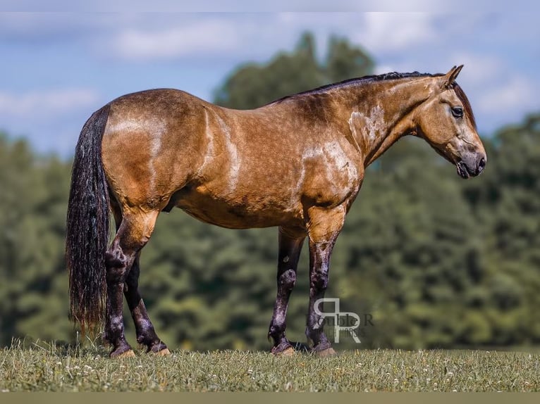 Draft Horse Mix Castrone 9 Anni 157 cm Pelle di daino in Lyles