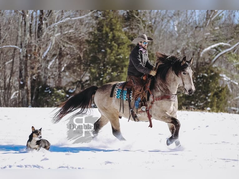 Draft Horse Mix Castrone 9 Anni 157 cm Pelle di daino in Lyles