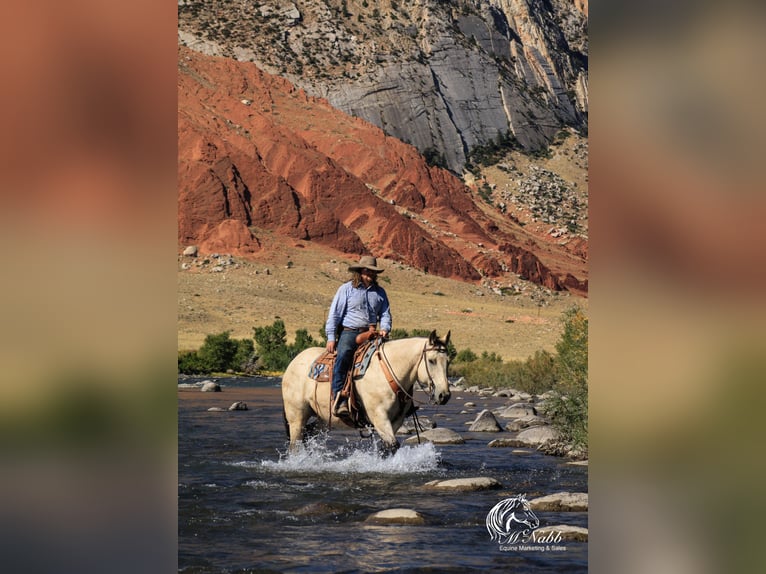 Draft Horse Mix Castrone 9 Anni 157 cm Pelle di daino in Cody