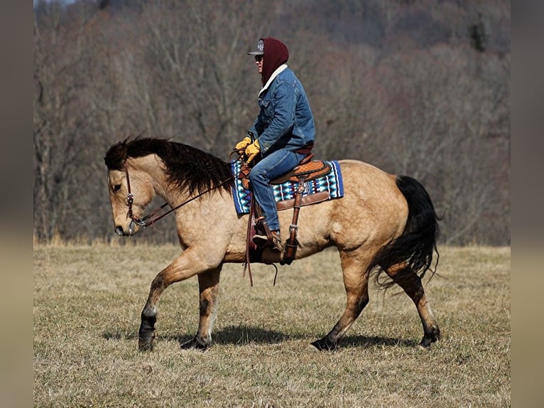 Draft Horse Castrone 9 Anni 160 cm Pelle di daino in Brodhead KY