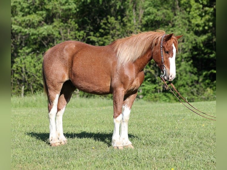 Draft Horse Castrone 9 Anni 160 cm Sauro ciliegia in Somerset Ky