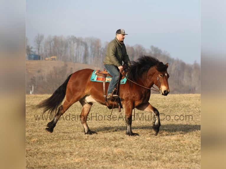 Draft Horse Castrone 9 Anni 163 cm Baio ciliegia in Mount Vernon