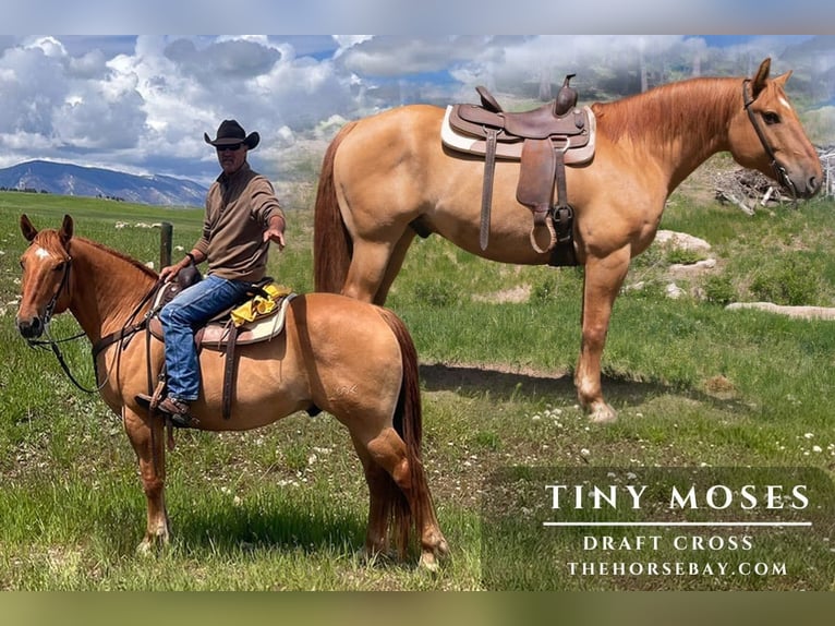 Draft Horse Mix Castrone 9 Anni 163 cm Falbo in Mountainair, NM