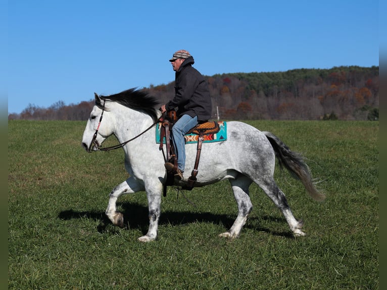 Draft Horse Castrone 9 Anni 163 cm Grigio pezzato in Mount Vernon, KY