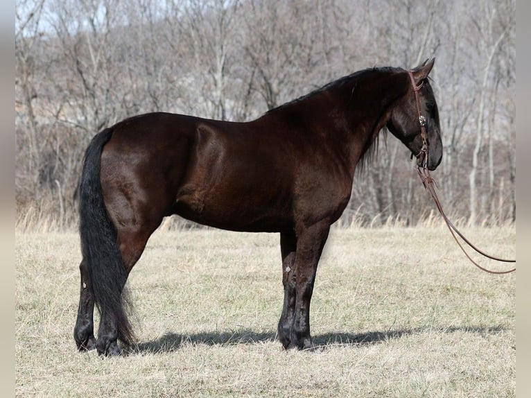 Draft Horse Castrone 9 Anni 163 cm Morello in Whitley City KY
