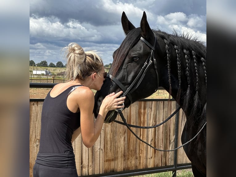 Draft Horse Castrone 9 Anni 163 cm Morello in Byers TX