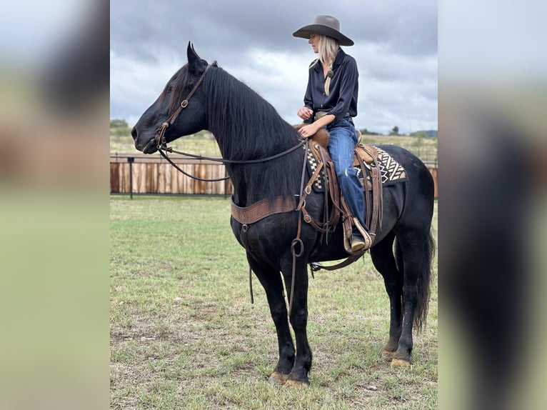 Draft Horse Castrone 9 Anni 163 cm Morello in Byers TX