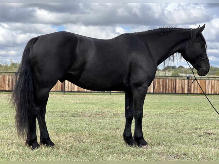 Draft Horse Castrone 9 Anni 163 cm Morello in Byers TX