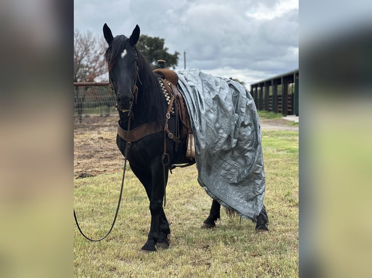 Draft Horse Castrone 9 Anni 163 cm Morello in Byers TX