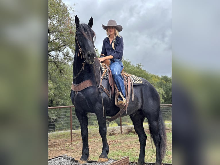 Draft Horse Castrone 9 Anni 163 cm Morello in Byers TX