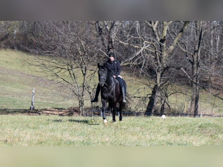 Draft Horse Mix Castrone 9 Anni 163 cm Morello in Fredericksburg