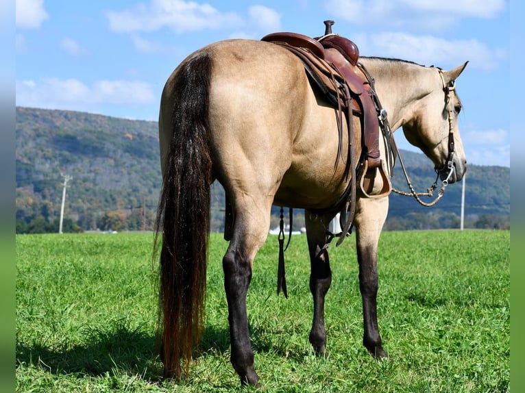 Draft Horse Mix Castrone 9 Anni 163 cm Pelle di daino in Rebersburg