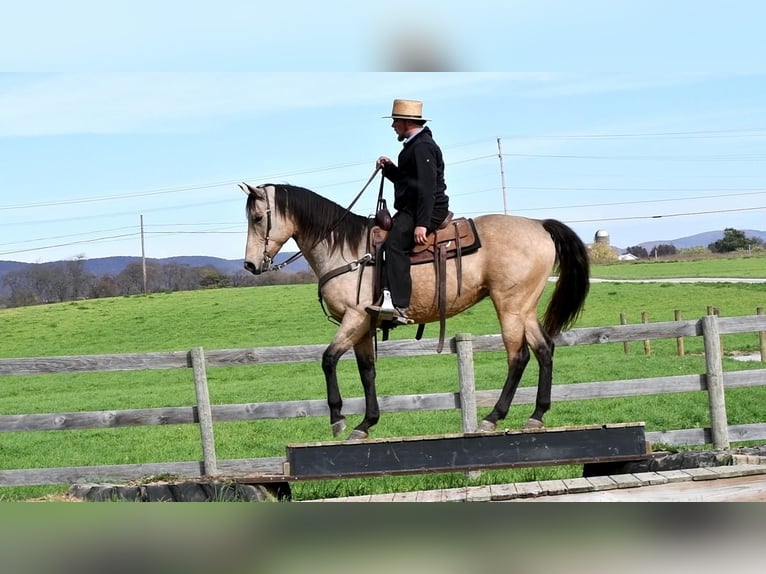 Draft Horse Mix Castrone 9 Anni 163 cm Pelle di daino in Rebersburg