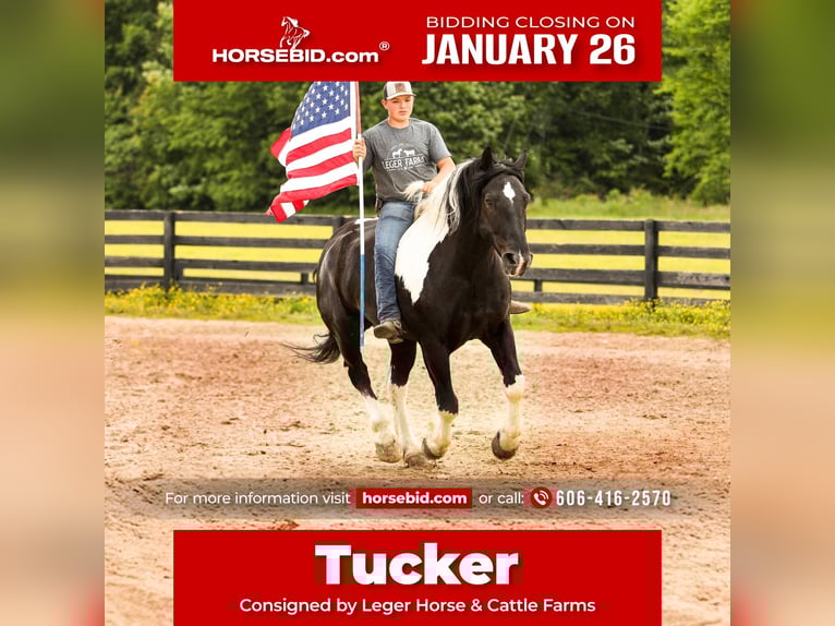 Draft Horse Mix Castrone 9 Anni 163 cm Pezzato in Crab Orchard