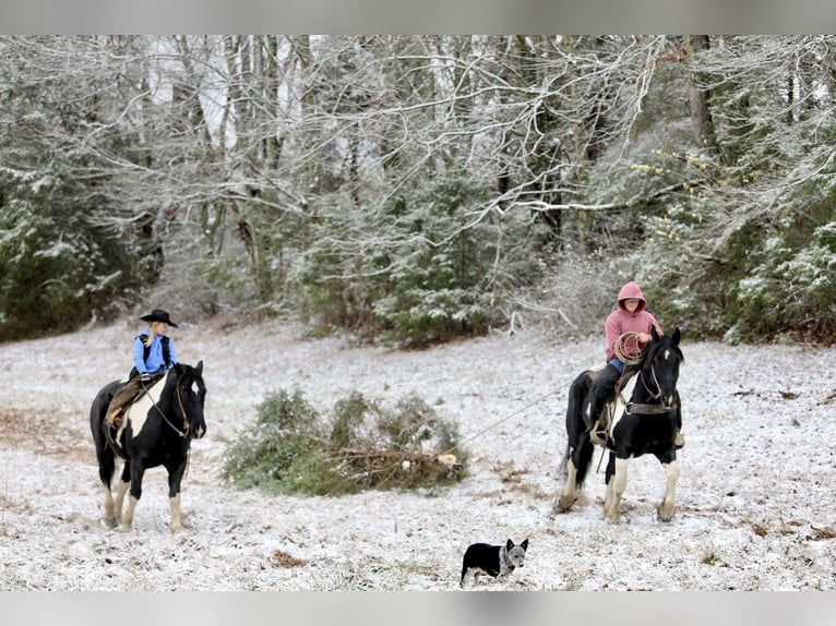 Draft Horse Mix Castrone 9 Anni 163 cm Pezzato in Crab Orchard