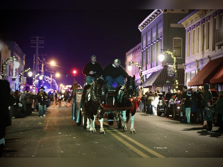 Draft Horse Mix Castrone 9 Anni 163 cm Pezzato in Crab Orchard