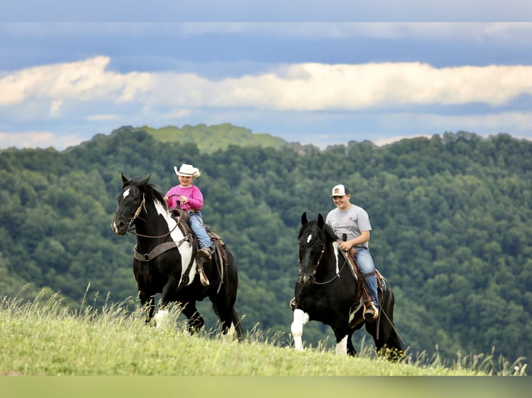 Draft Horse Mix Castrone 9 Anni 163 cm Pezzato in Crab Orchard