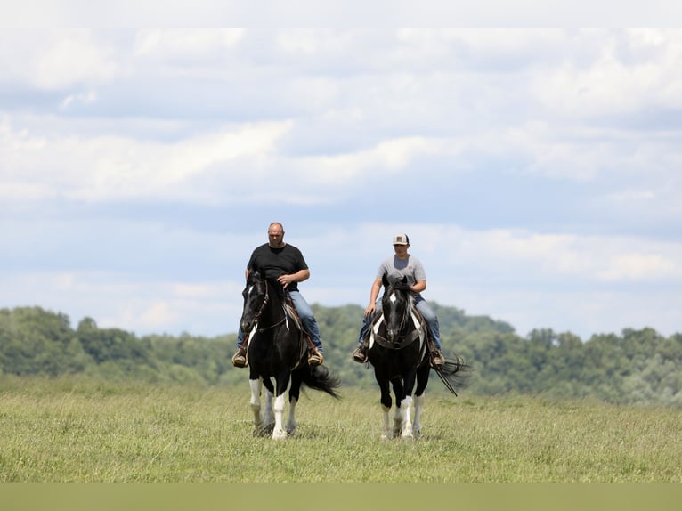 Draft Horse Mix Castrone 9 Anni 163 cm Pezzato in Crab Orchard