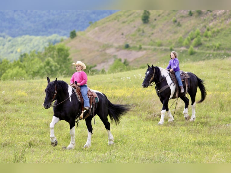 Draft Horse Mix Castrone 9 Anni 163 cm Pezzato in Crab Orchard