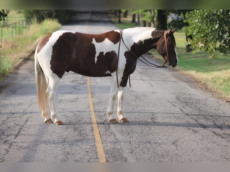 Draft Horse Mix Castrone 9 Anni 163 cm in Sallisaw, OK