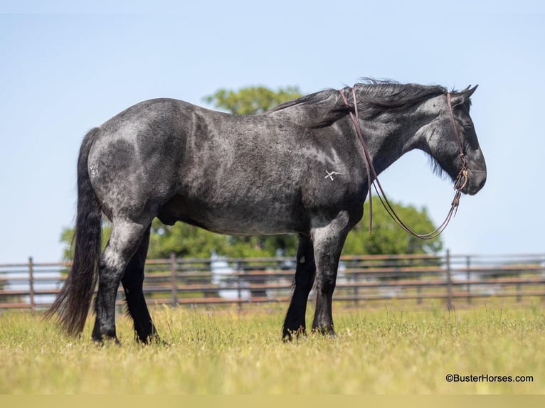 Draft Horse Castrone 9 Anni 163 cm Roano blu in Weatherford TX