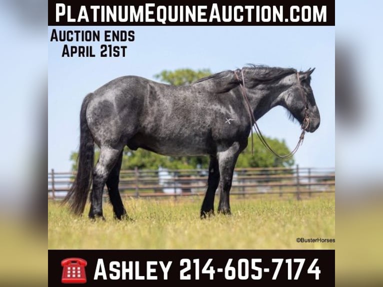 Draft Horse Castrone 9 Anni 163 cm Roano blu in Weatherford TX
