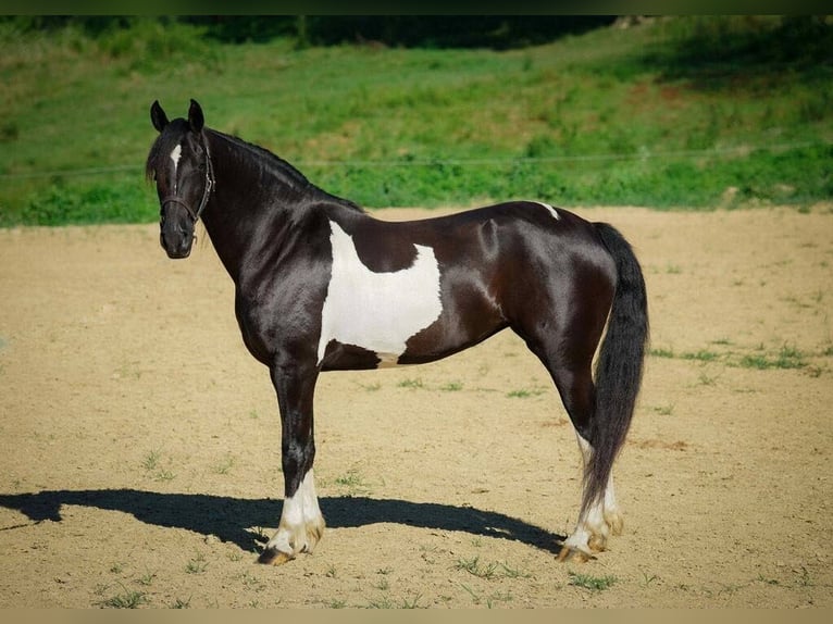 Draft Horse Castrone 9 Anni 163 cm Tobiano-tutti i colori in Millersburg OH