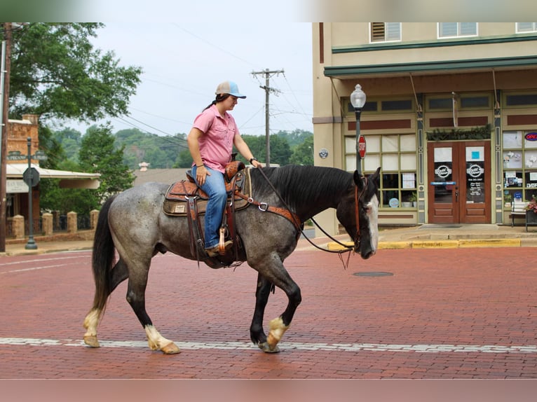 Draft Horse Castrone 9 Anni 165 cm Roano blu in Rusk TX