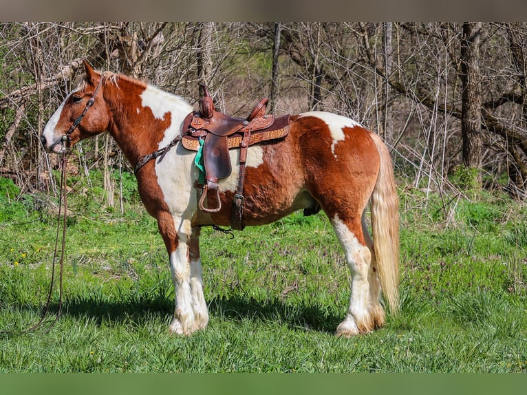 Draft Horse Castrone 9 Anni 165 cm Sauro scuro in Flemingsburg, KY