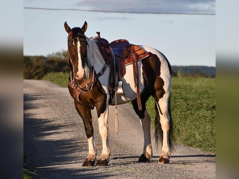 Draft Horse Mix Castrone 9 Anni 168 cm in Rebersburg, PA