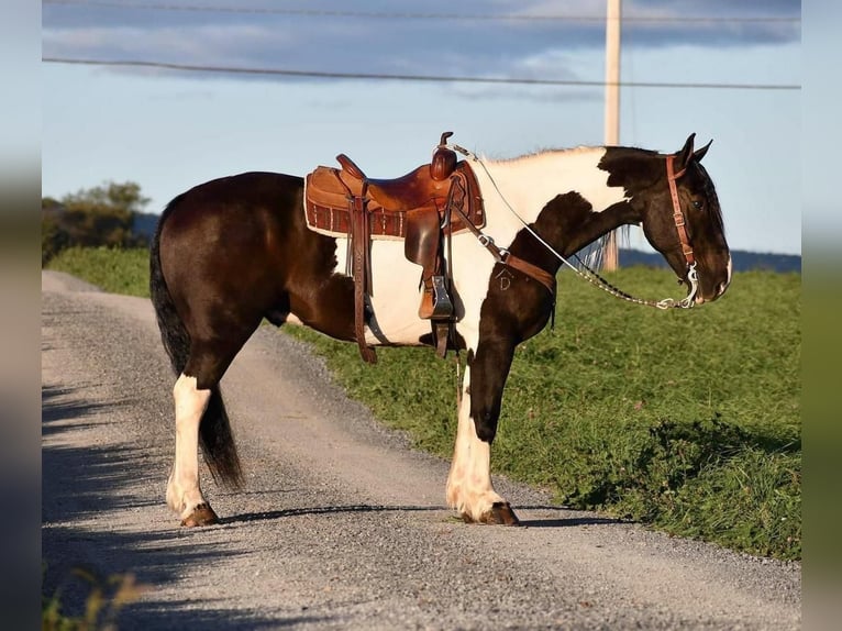 Draft Horse Mix Castrone 9 Anni 168 cm in Rebersburg, PA