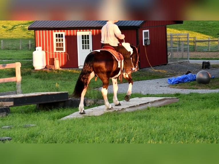 Draft Horse Mix Castrone 9 Anni 168 cm in Rebersburg, PA