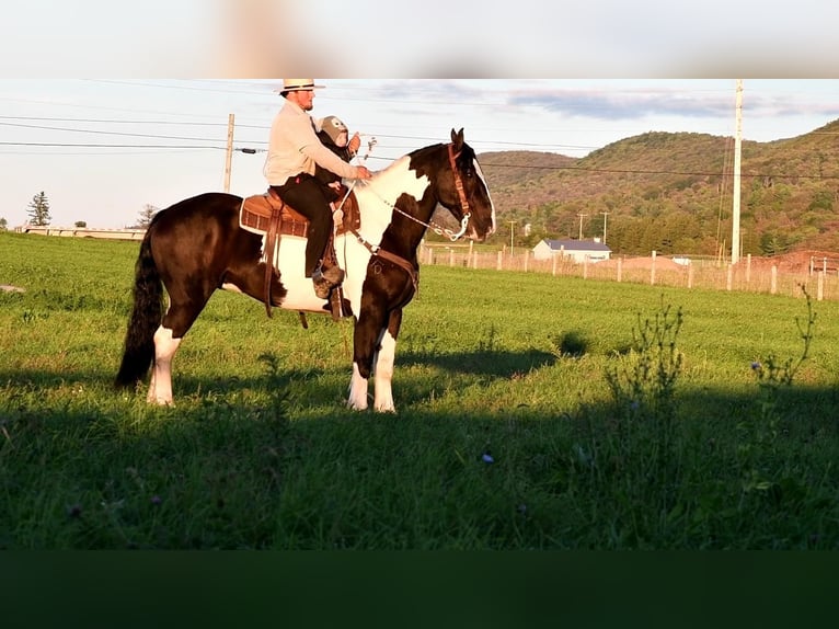 Draft Horse Mix Castrone 9 Anni 168 cm in Rebersburg, PA