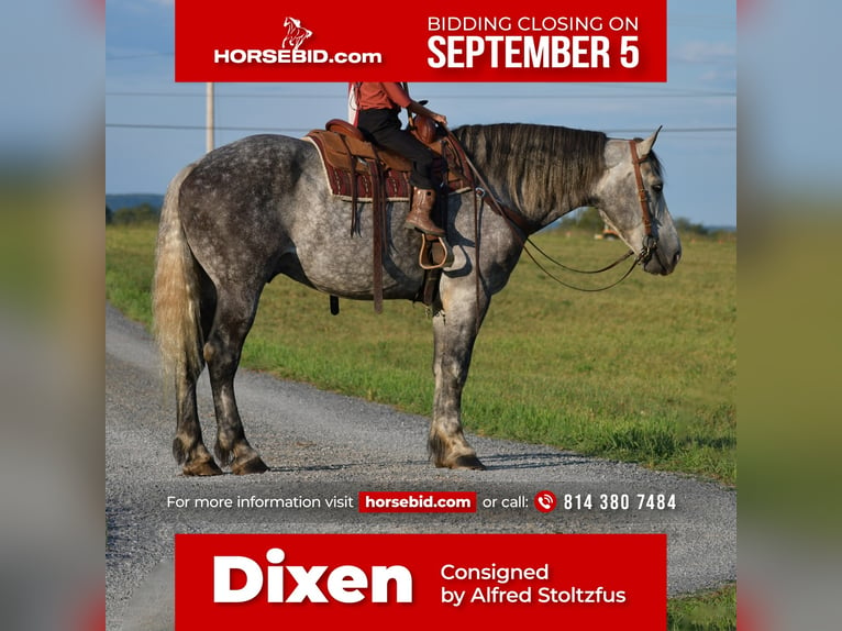 Draft Horse Mix Castrone 9 Anni 173 cm Grigio in Howard, PA