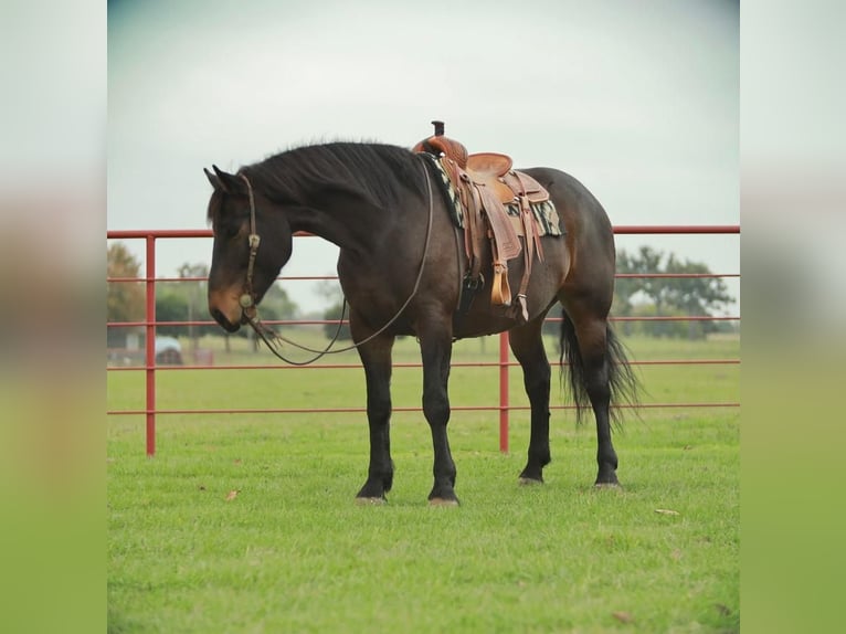 Draft Horse Castrone 9 Anni 173 cm Morello in Grand Saline