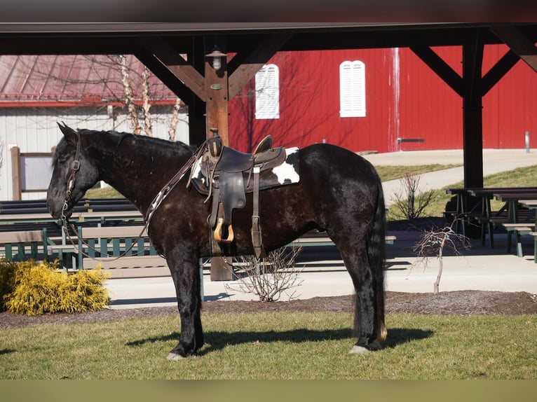 Draft Horse Mix Castrone 9 Anni 173 cm Morello in Fresno, OH